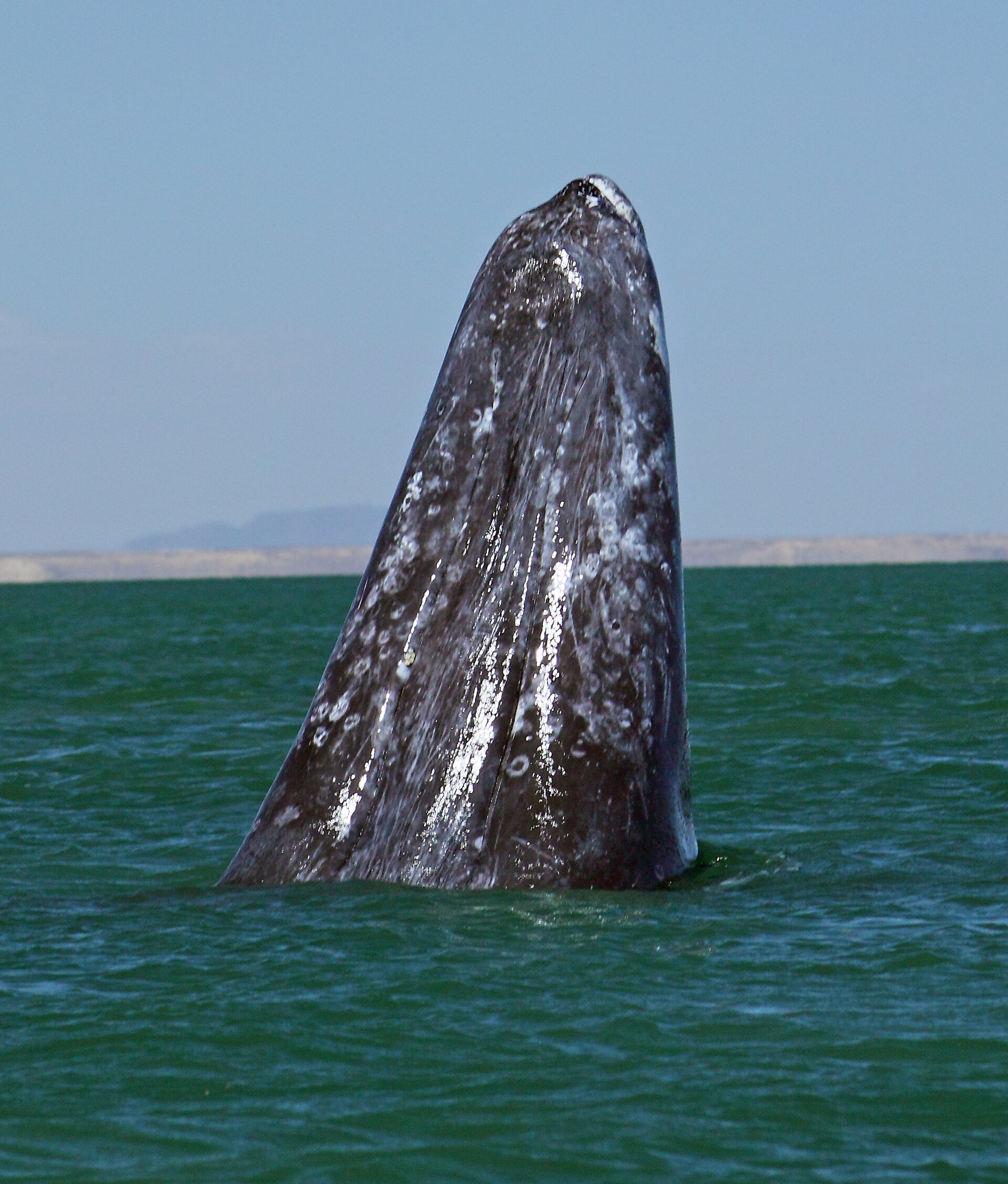 A Pacific gray whale spyhopping in San Ignacio Lagoon