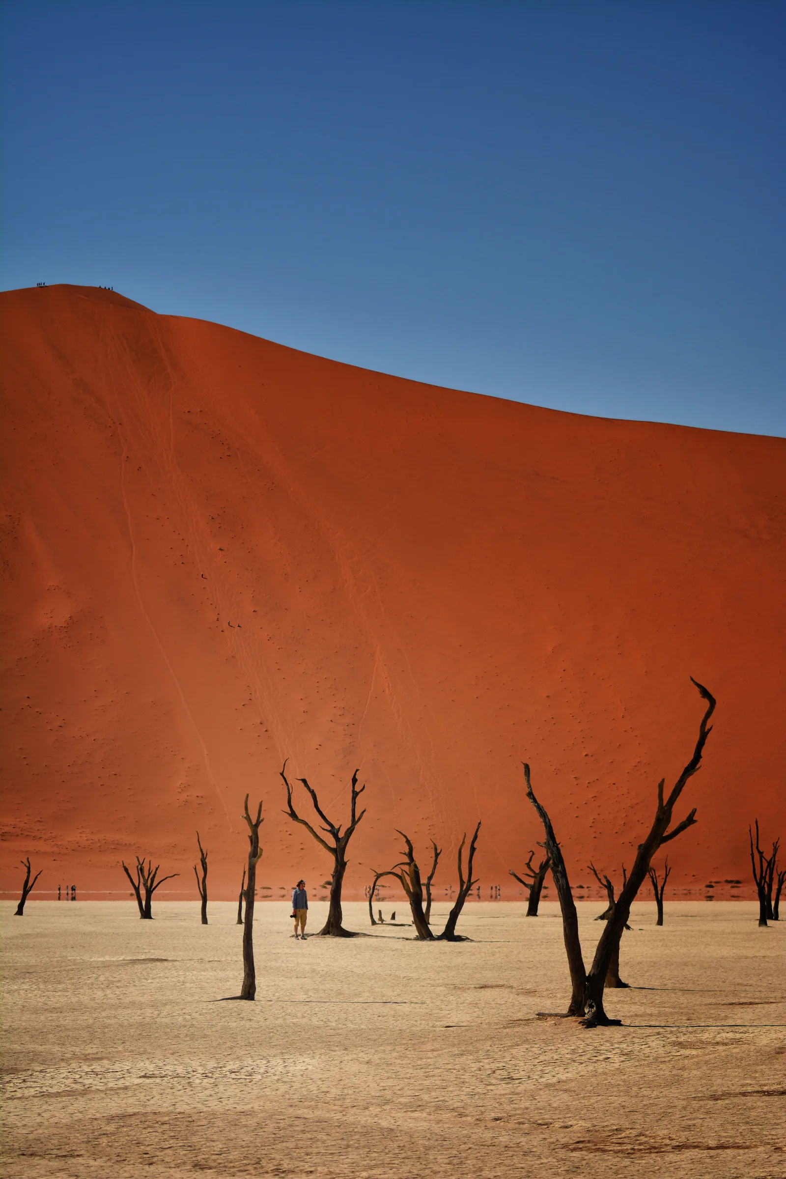 A lone traveller among red dunes and camel-thorn trees in Namibia