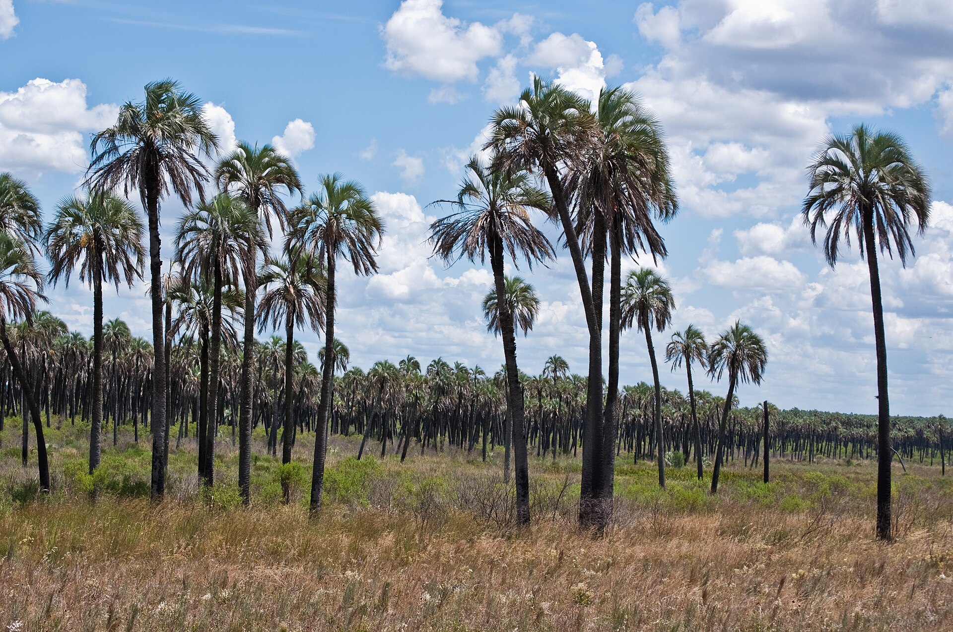 Yatay palms across grassland in El Palmar National Park