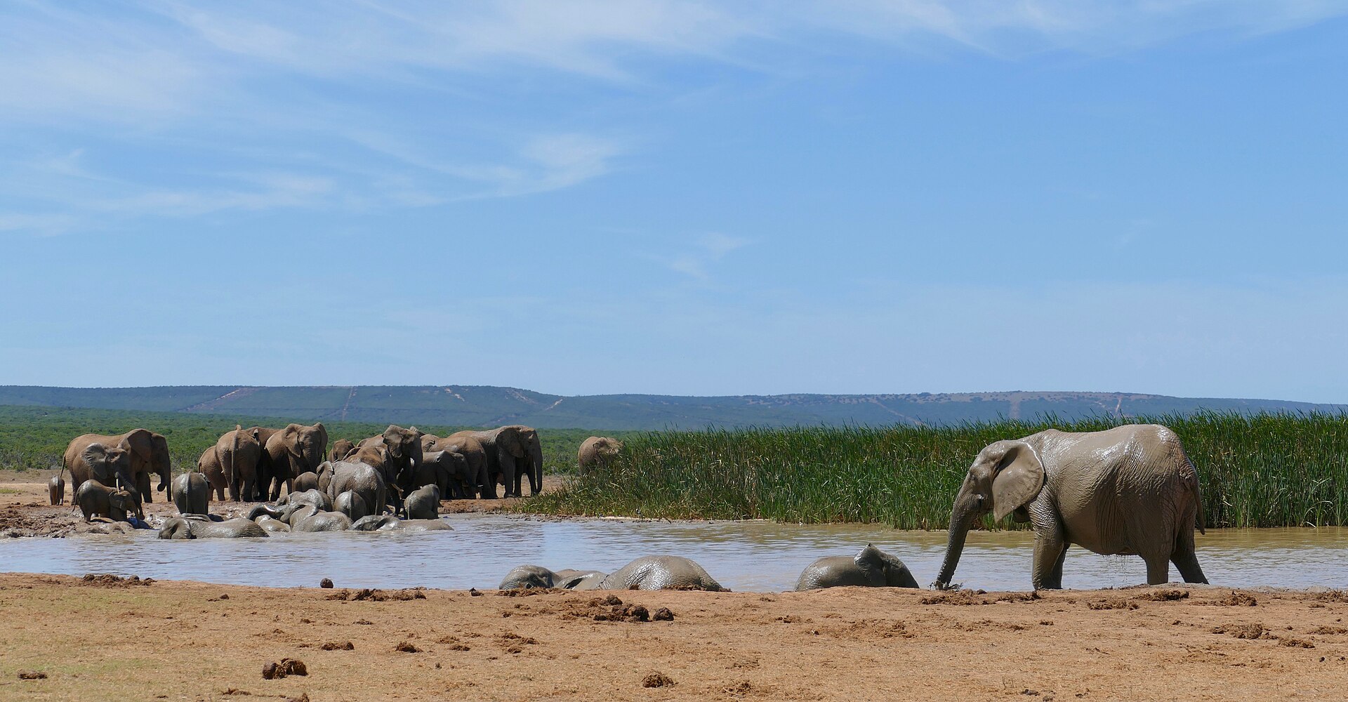 Elephants gathered at a waterhole in Addo Elephant National Park