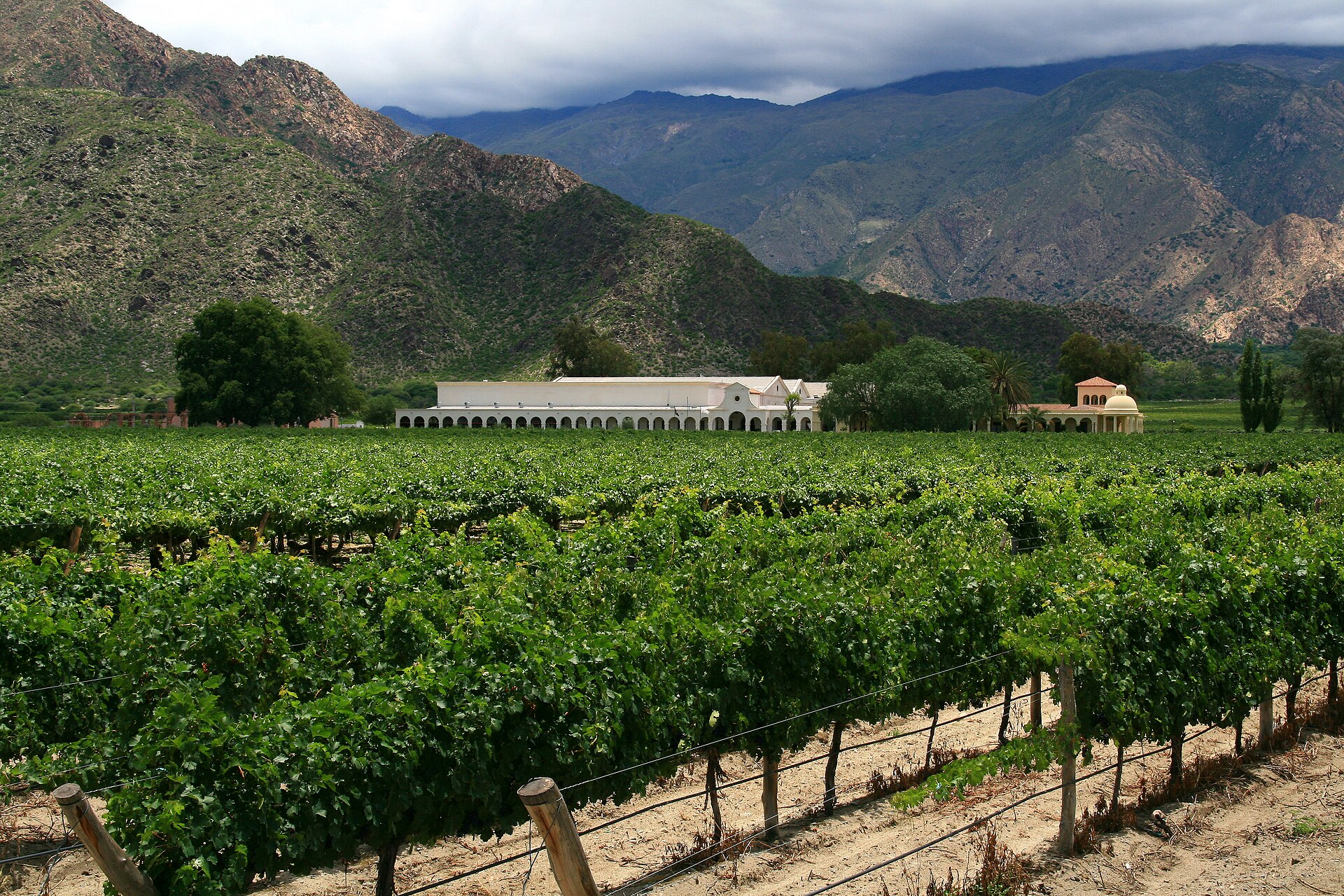 Vineyards and dry mountains near Cafayate