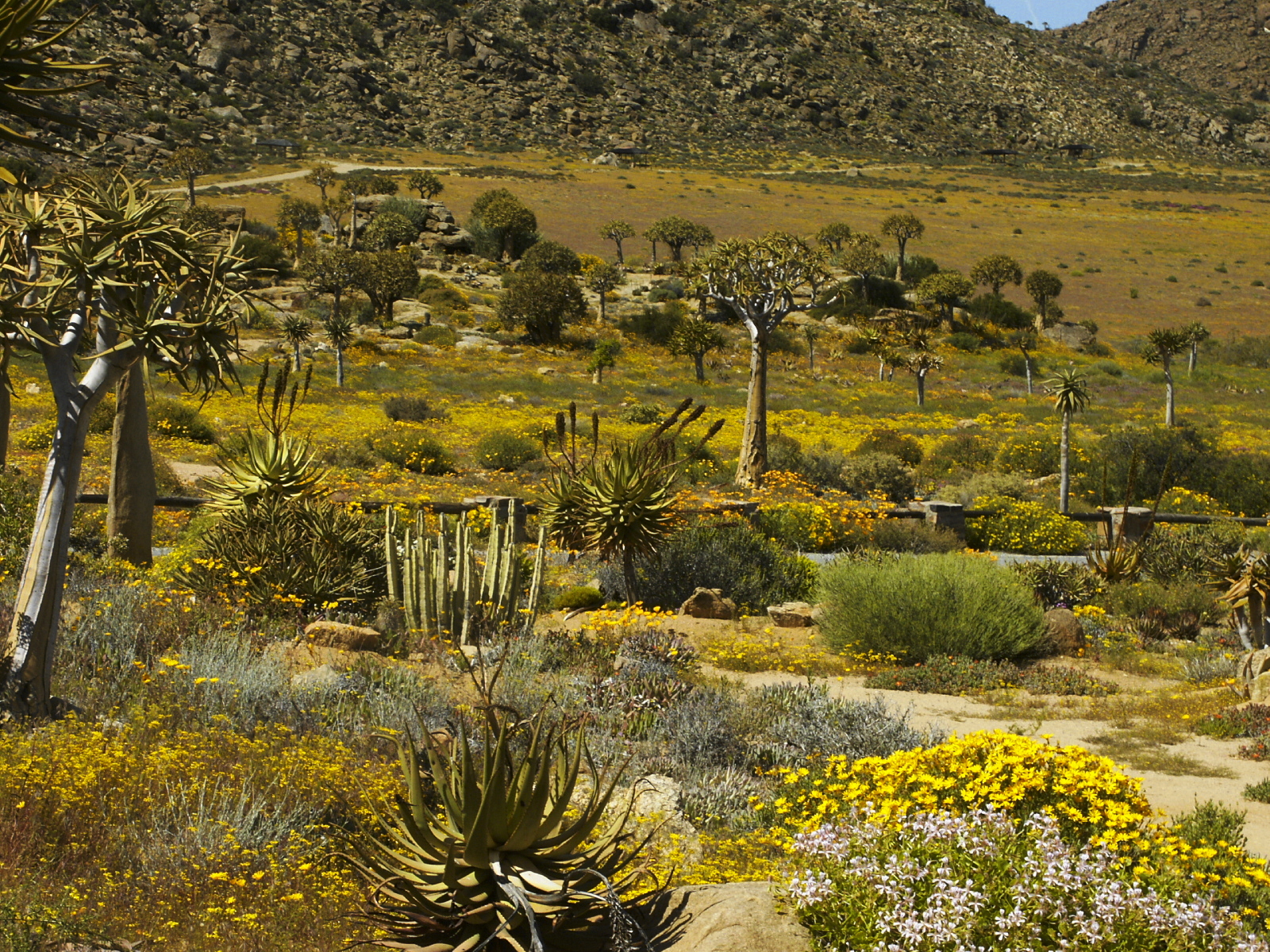 Spring flowers and quiver trees in Namaqualand