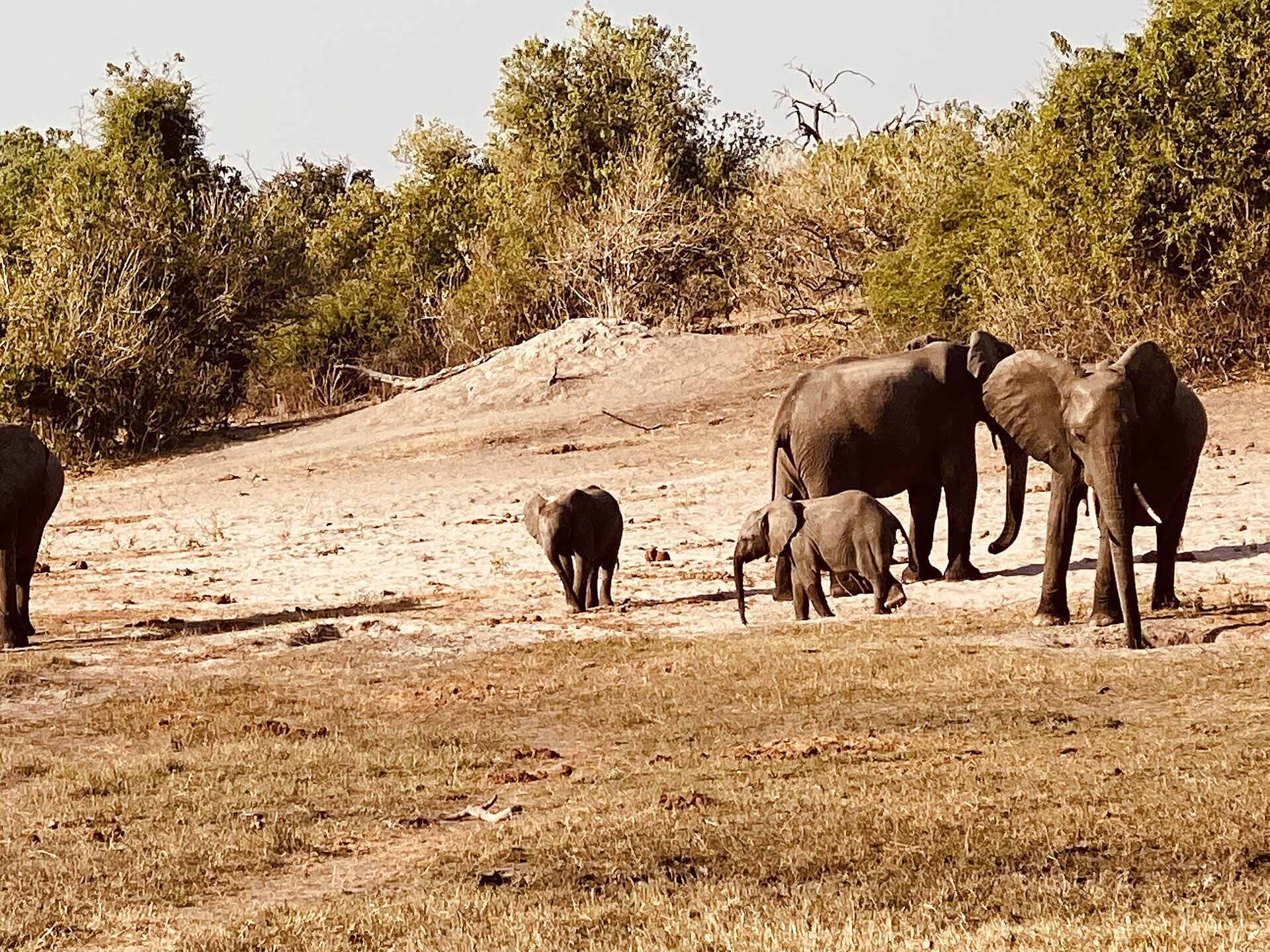Elephant herd in Bwabwata National Park
