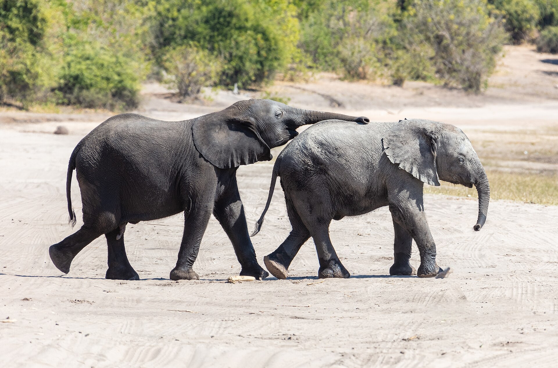 Elephants beside water in Chobe National Park