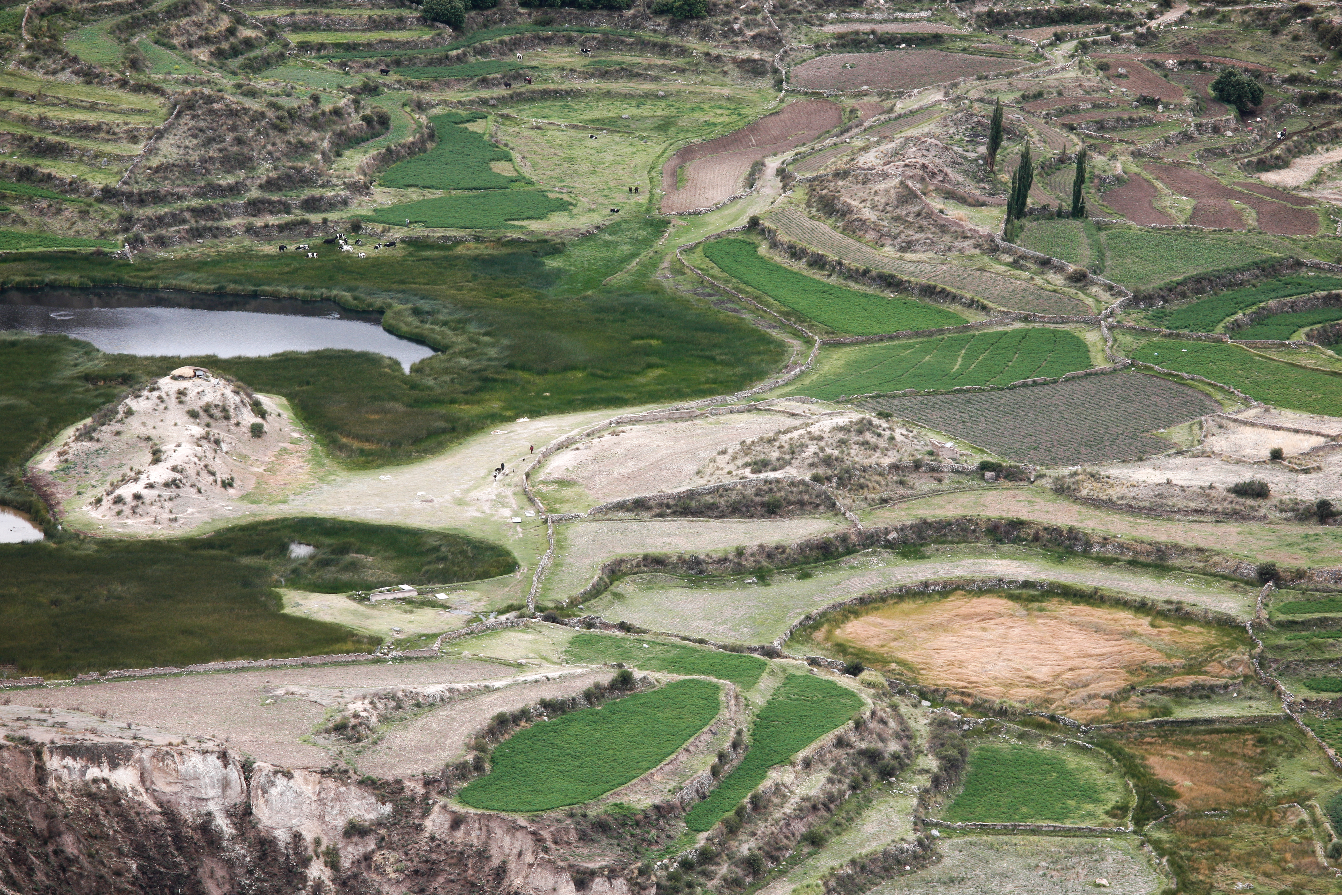 Green agricultural terraces following the curves of Colca Canyon