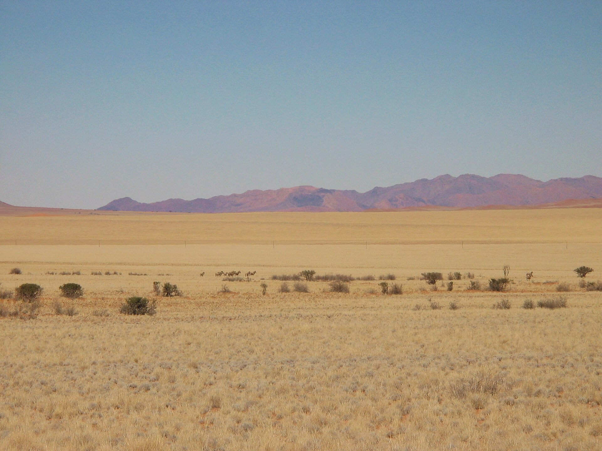 Red dunes and open plains in NamibRand Nature Reserve