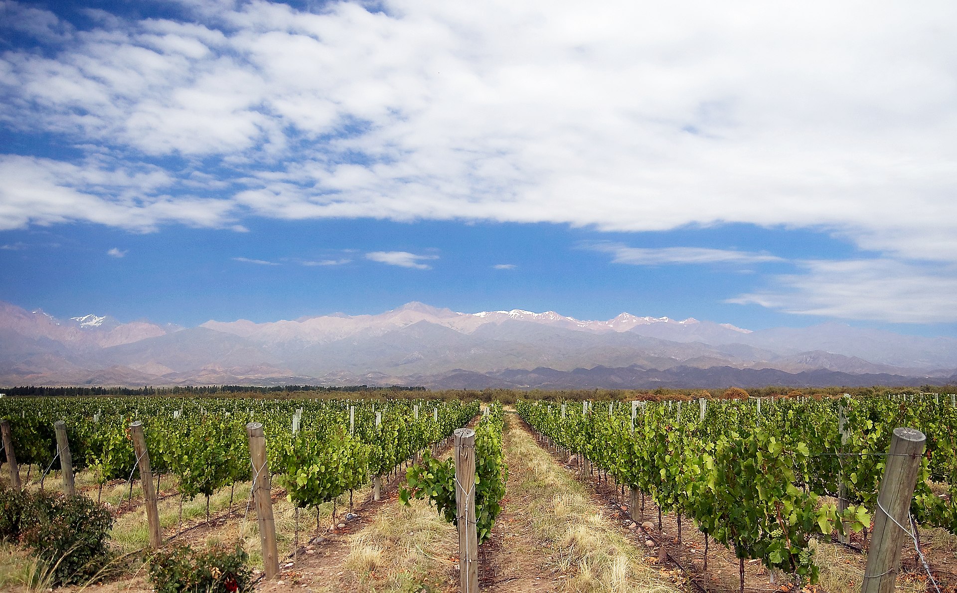 Vineyards beneath the Andes near Mendoza