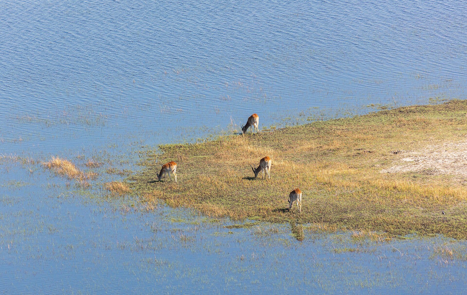 Water channels and wildlife in Botswana's Okavango Delta