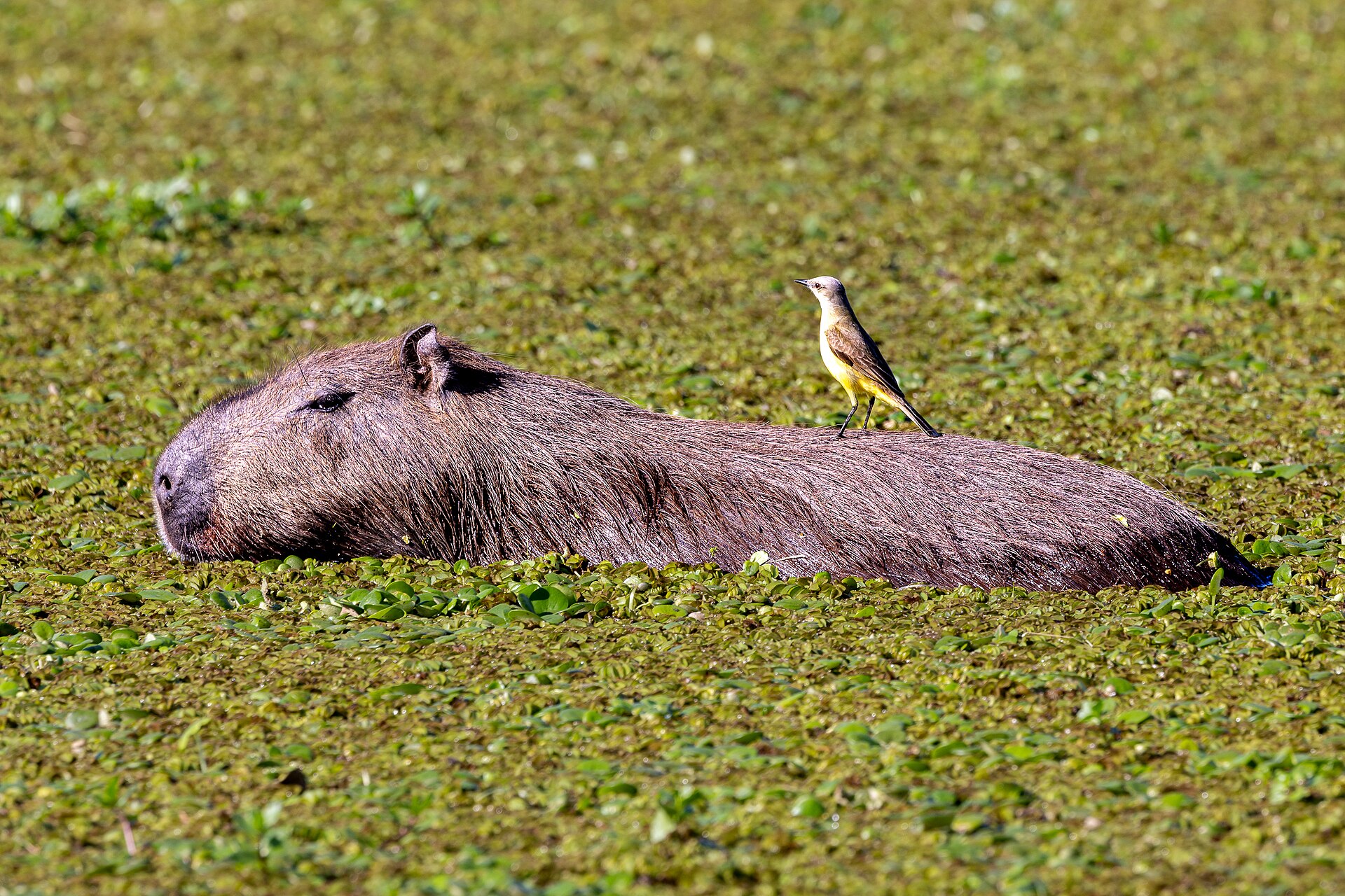 Capybara in the Iberá wetlands
