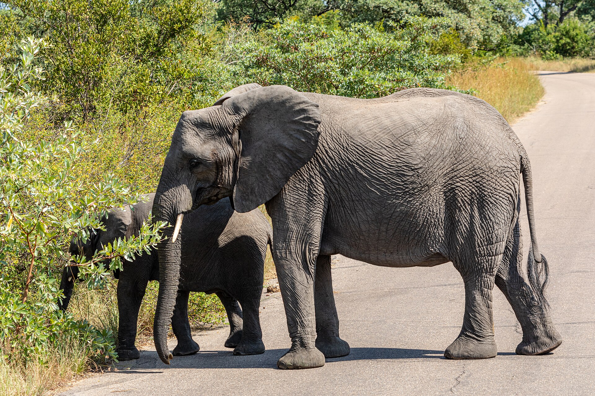 Elephants crossing a road in Kruger National Park
