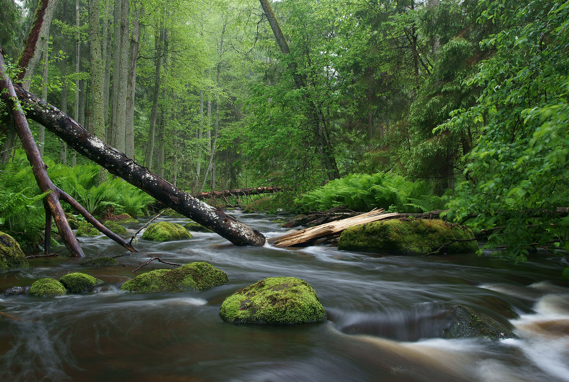 Altja river in Lahemaa National Park