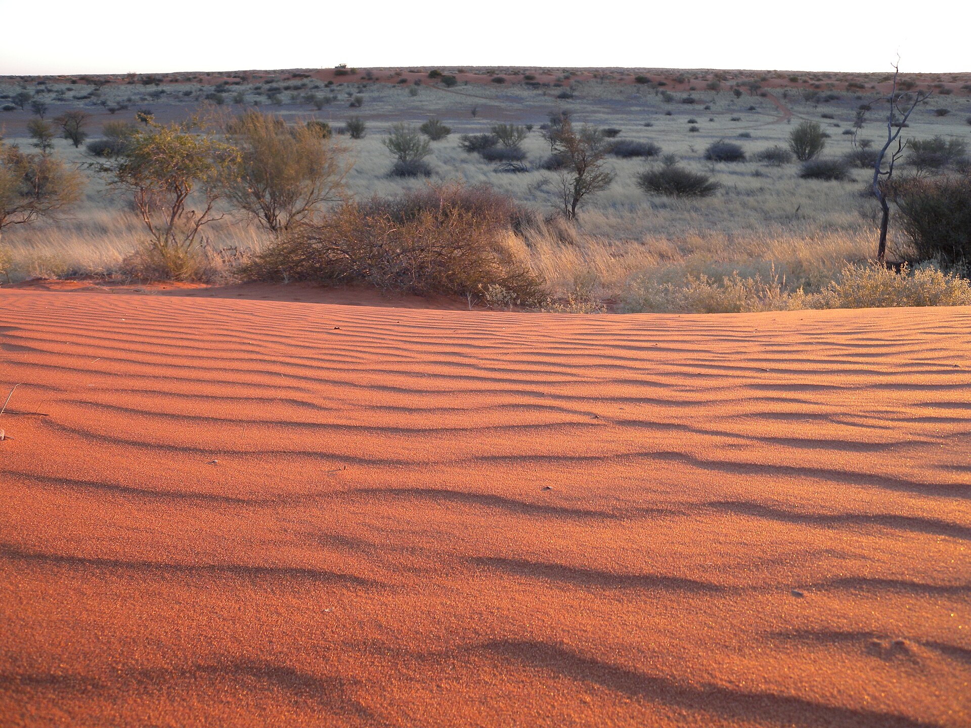 Red Kalahari dunes and grass in Namibia