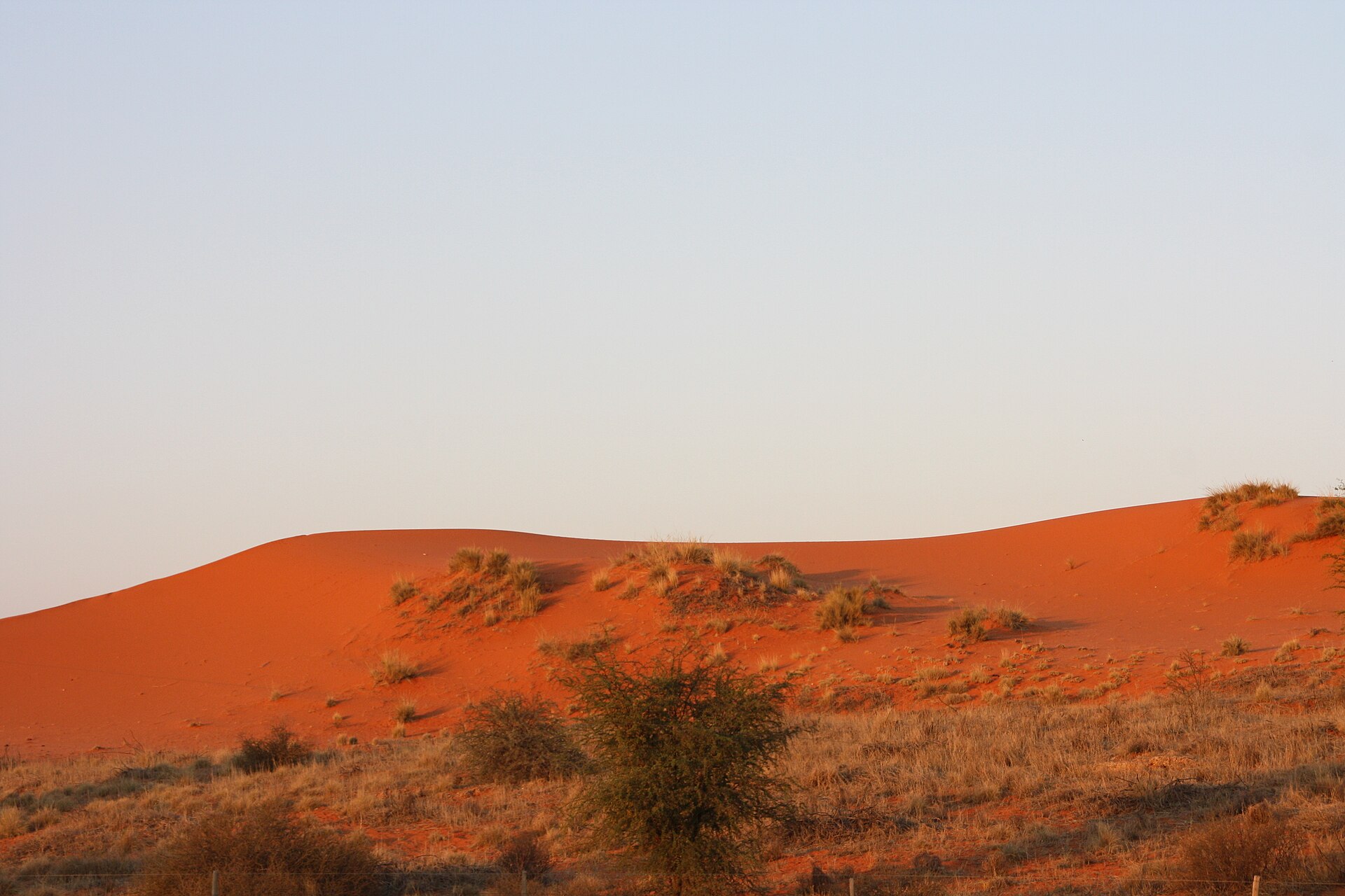 Red dunes in Kgalagadi Transfrontier Park