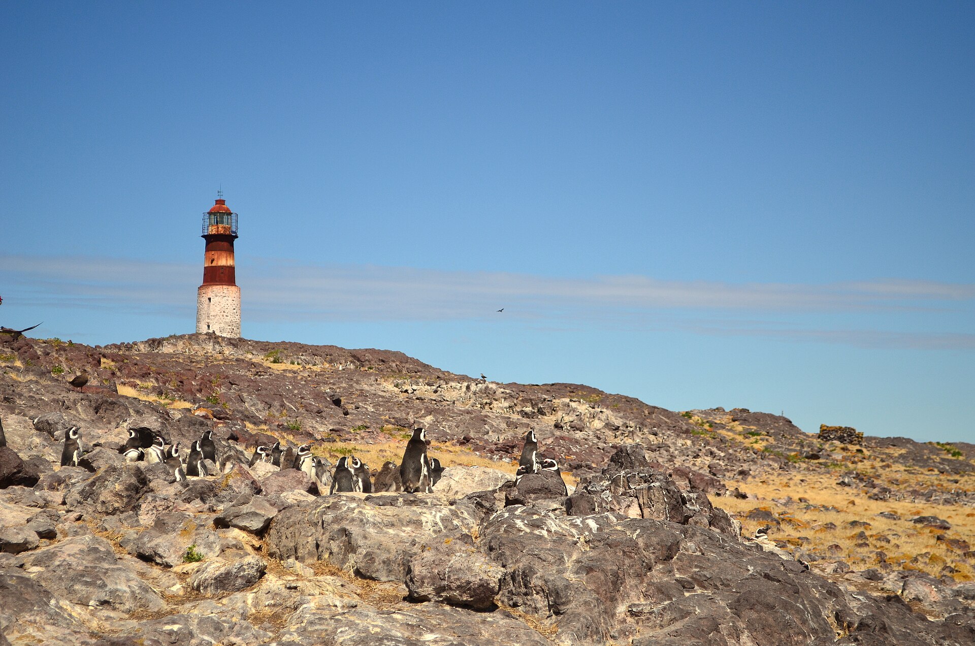 Rocky Atlantic coast and seabirds in Patagonia