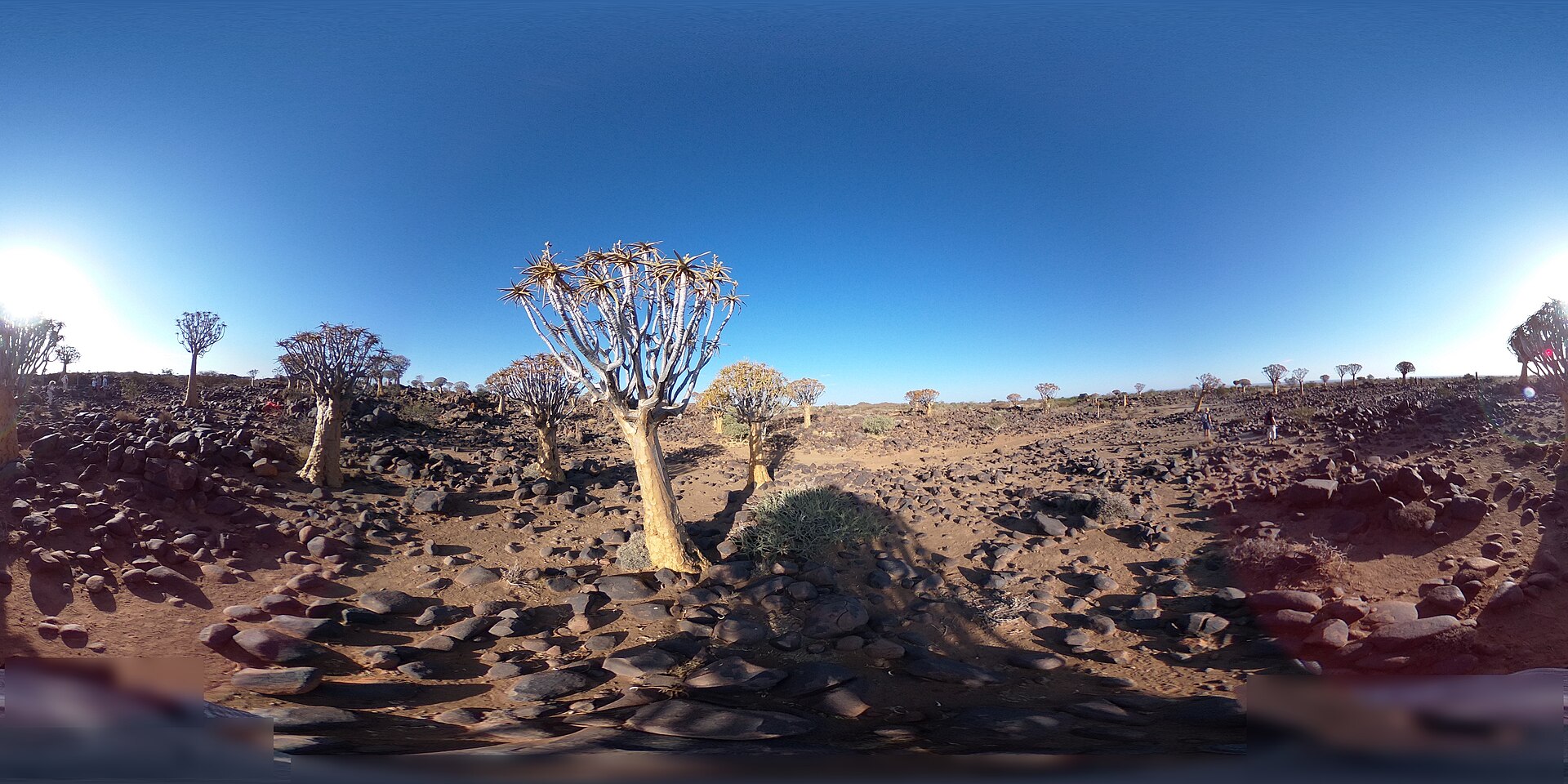 Quiver trees near Keetmanshoop in southern Namibia