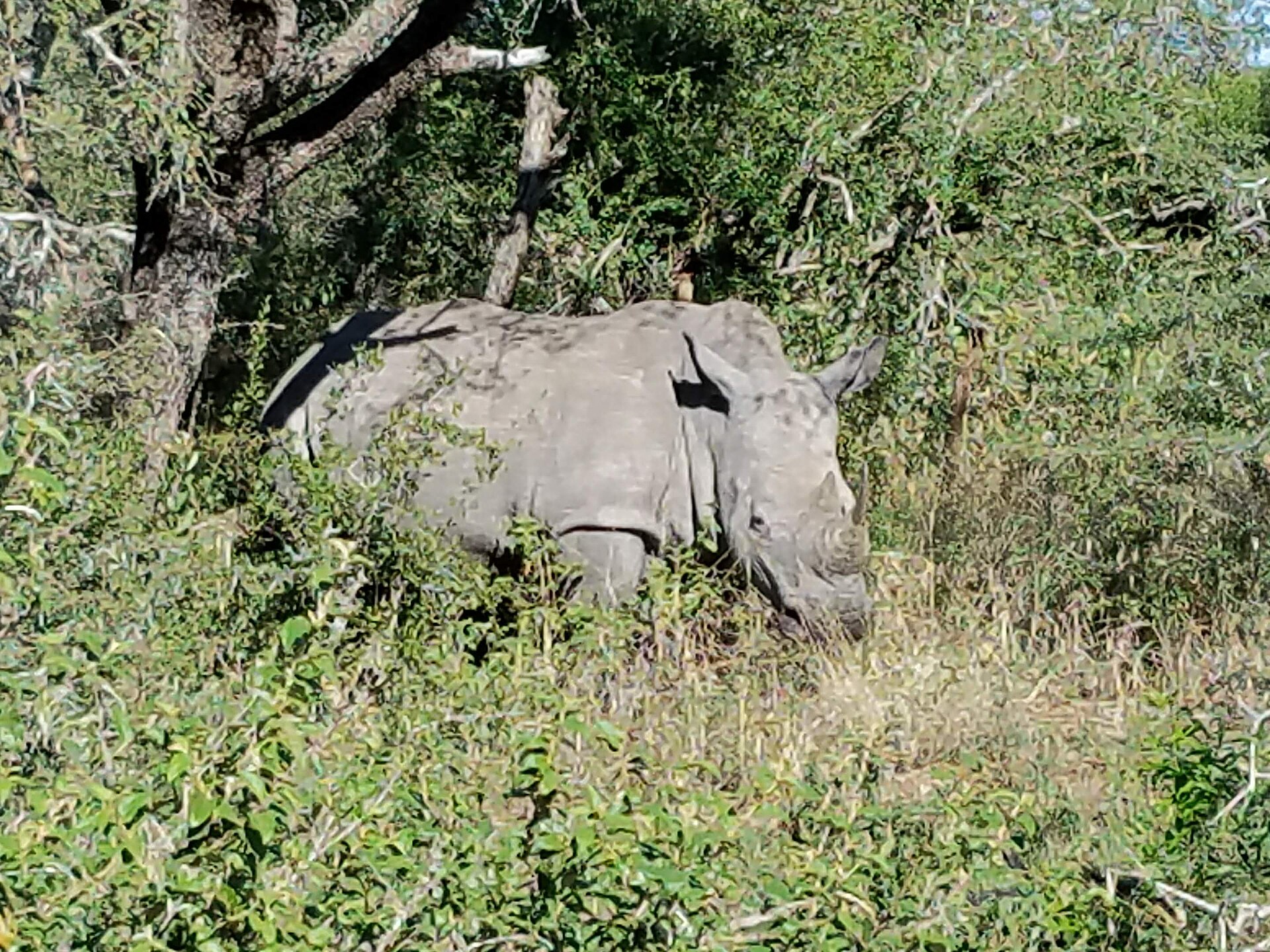 White rhinoceros in Hluhluwe-iMfolozi Park