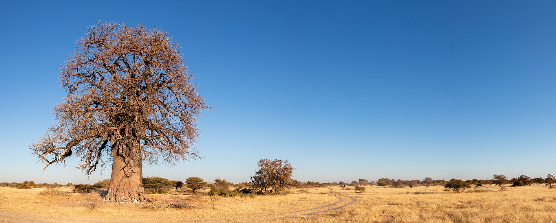 Baobabs on the edge of Botswana's Makgadikgadi Pans